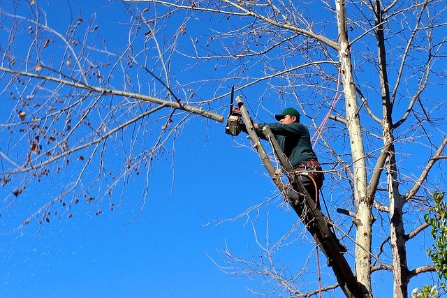 tree climing and cutting